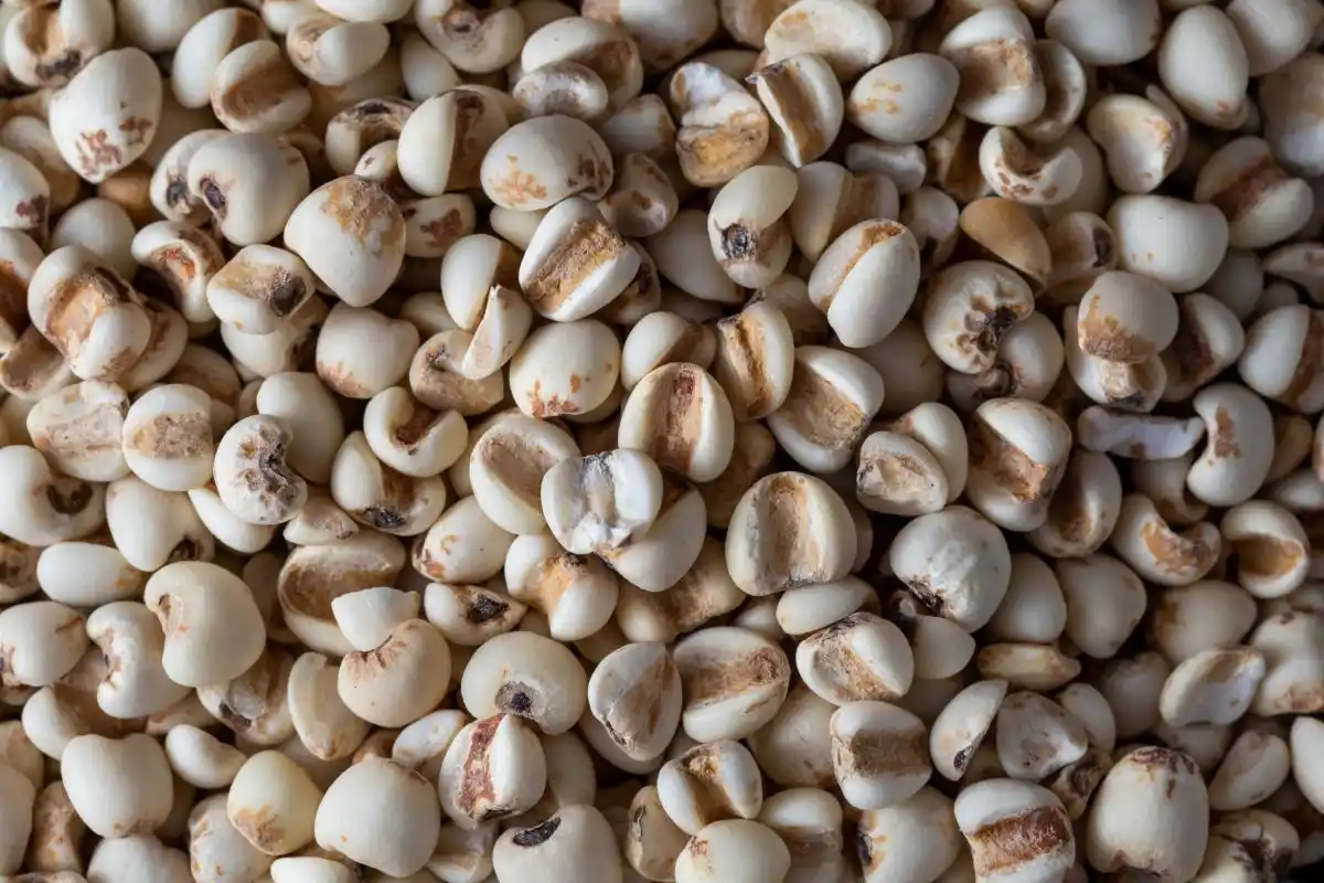 前沿设计:小米14与未来科技的结合_小米科技走下_小米未来科技手机