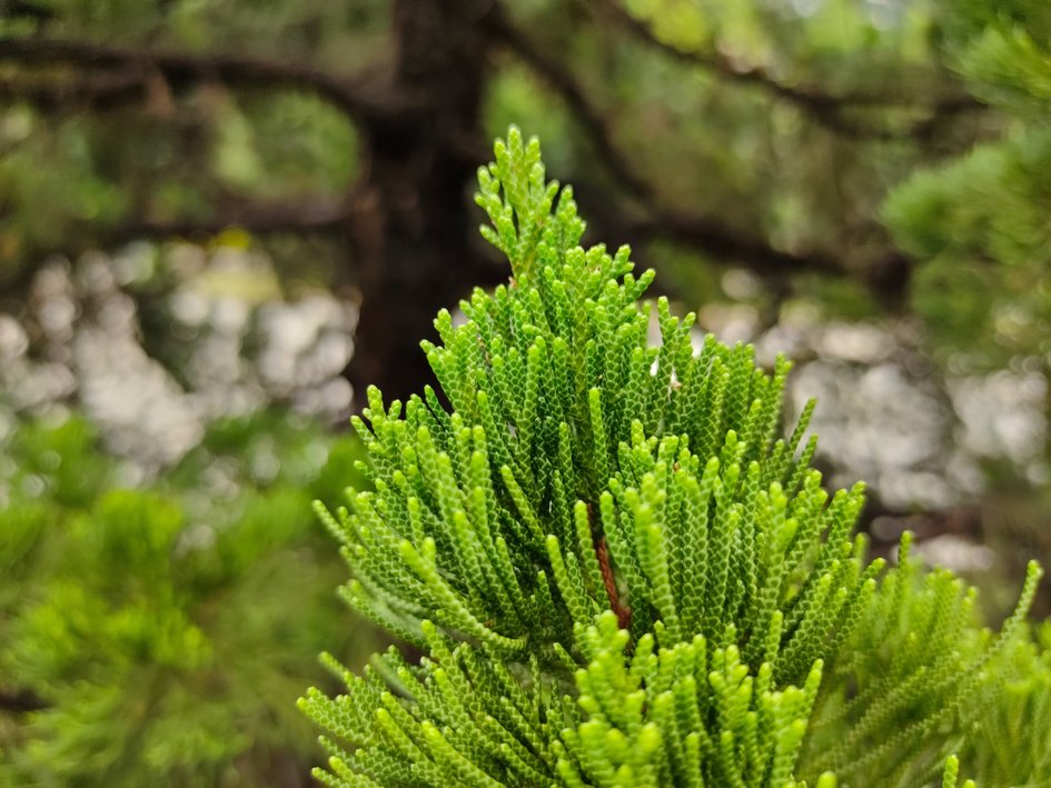 夜景人像拍摄参数设置_评测OPPO的摄像头:夜景与人像拍摄功能_夜景人像镜头