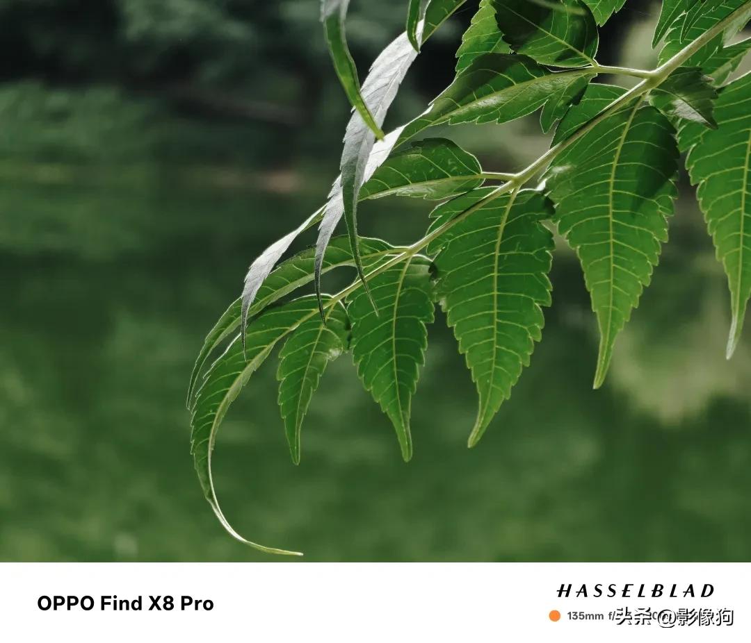 夜景人像镜头_评测OPPO的摄像头：夜景与人像拍摄功能_夜景人像拍摄参数设置